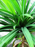 Pandan