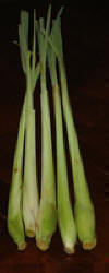 lemongrass